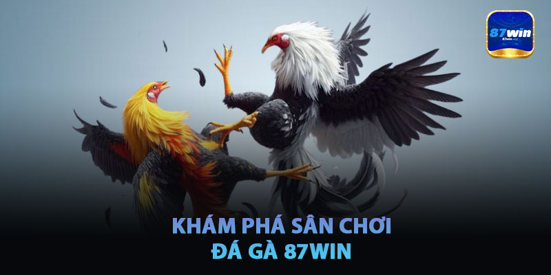 Khám Phá Sân Chơi Đá Gà 87win