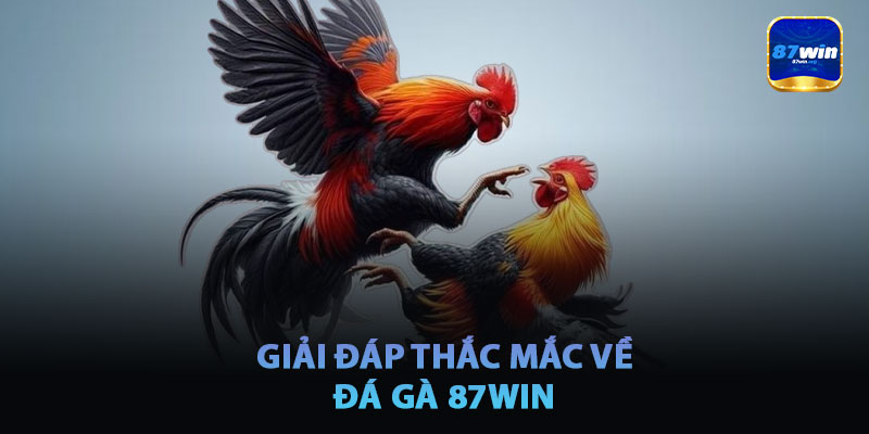 Giải Đáp Thắc Mắc Về Đá Gà 87win