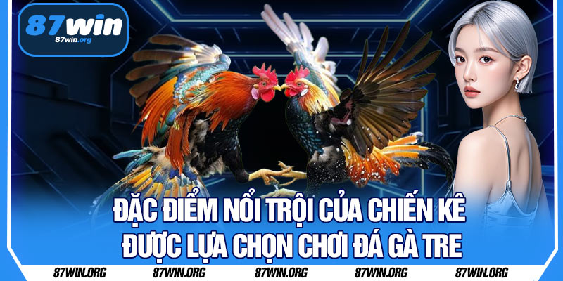 Đặc Điểm Nổi Trội Của Chiến Kê Được Lựa Chọn Chơi Đá Gà Tre