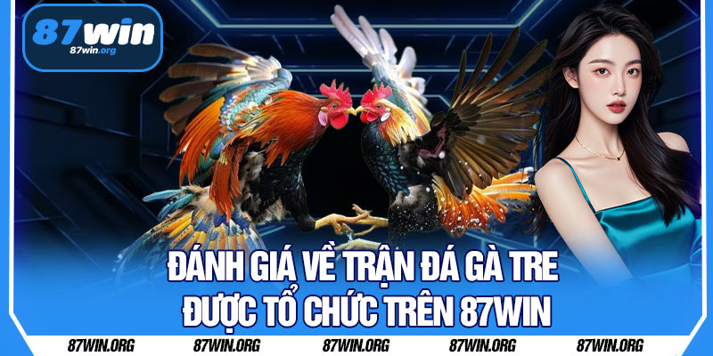 Đánh Giá Về Trận Đá Gà Tre Được Tổ Chức Trên 87WIN